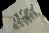 Pennsylvanian Fossil Fern (Neuropteris?) Plate - Kentucky #137730-4